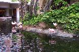 pink flamingoes