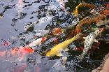 mulit-colored Japanese koi fish